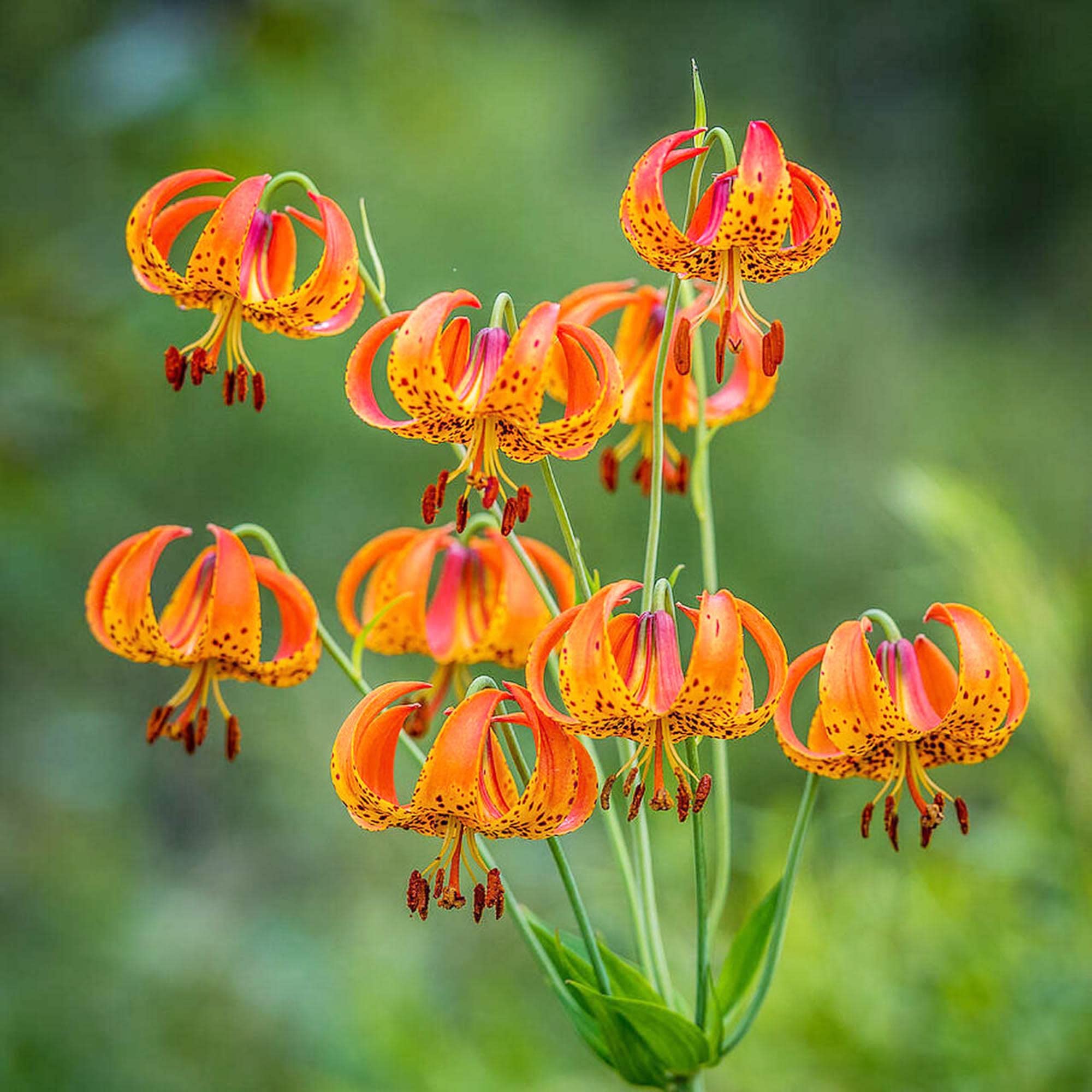 Evergrowseeds Lilium Superbum Turks Cap Lily flower seeds for planting, showing vibrant orange-red lily flower and green foliage.