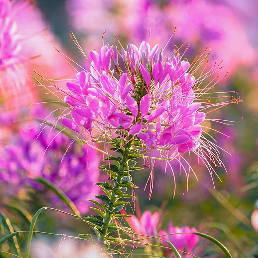 Queen Cleome Seeds for Planting Cleome hassleriana for flower beds and gardens