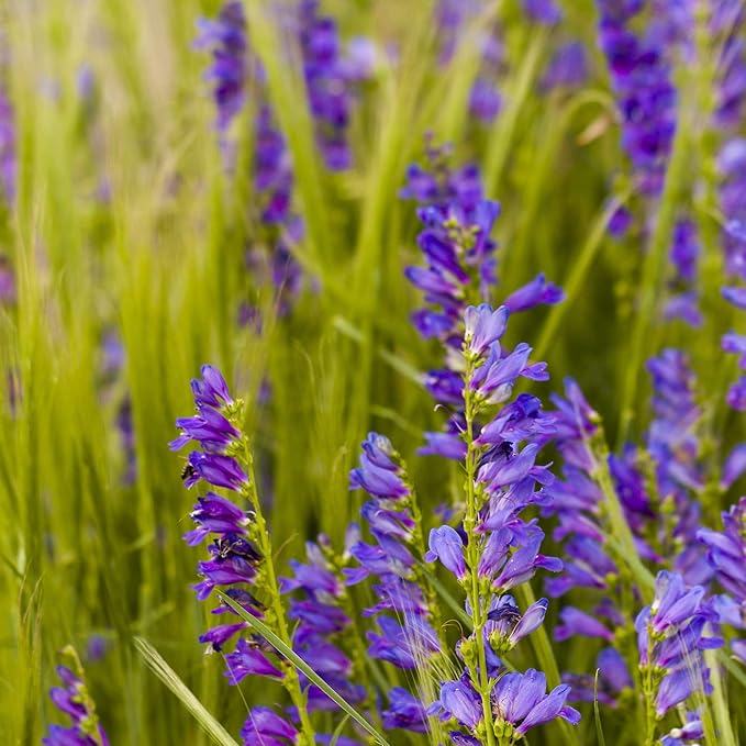 Penstemon Strictus Violet seeds for beautiful flowers