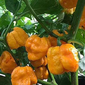 Numex Suave Orange Pepper Seeds for Sweet, Mild Orange Peppers