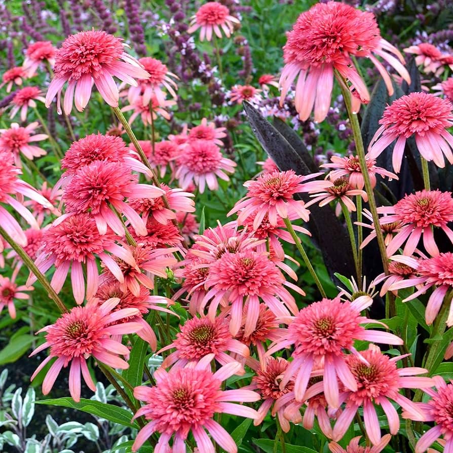 Gum Drop Coneflower Seeds for Planting Echinacea purpurea for flower beds and home gardens