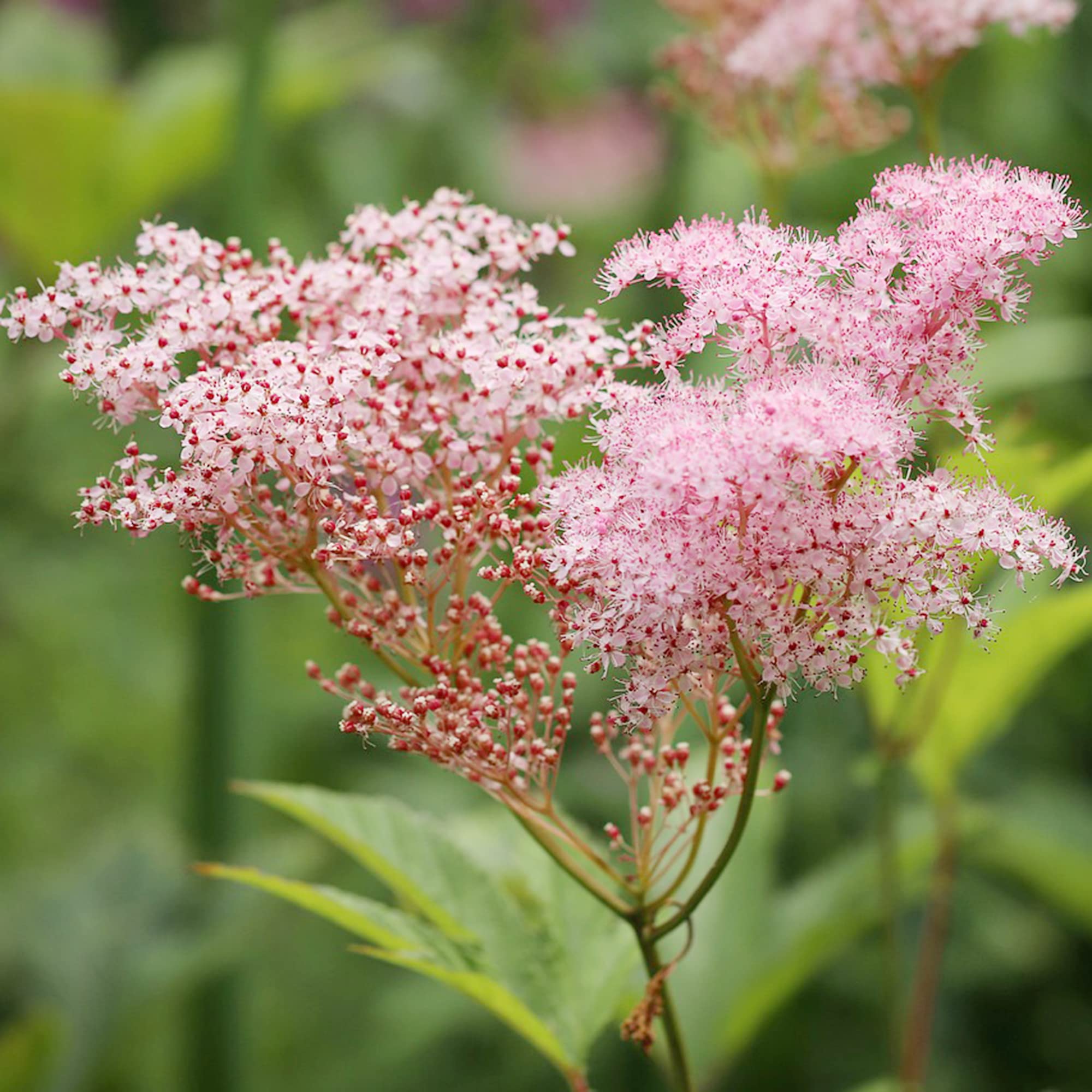 Prairie Filipendula Rubra Seeds for Planting in Meadow Garden