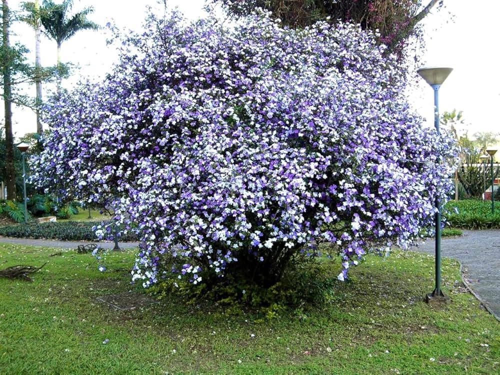 Purple Brunfelsia Pauciflora Flower seeds for Planting - Cottage Garden Essential, Heirloom & GMO Free Seeds for Home Ga