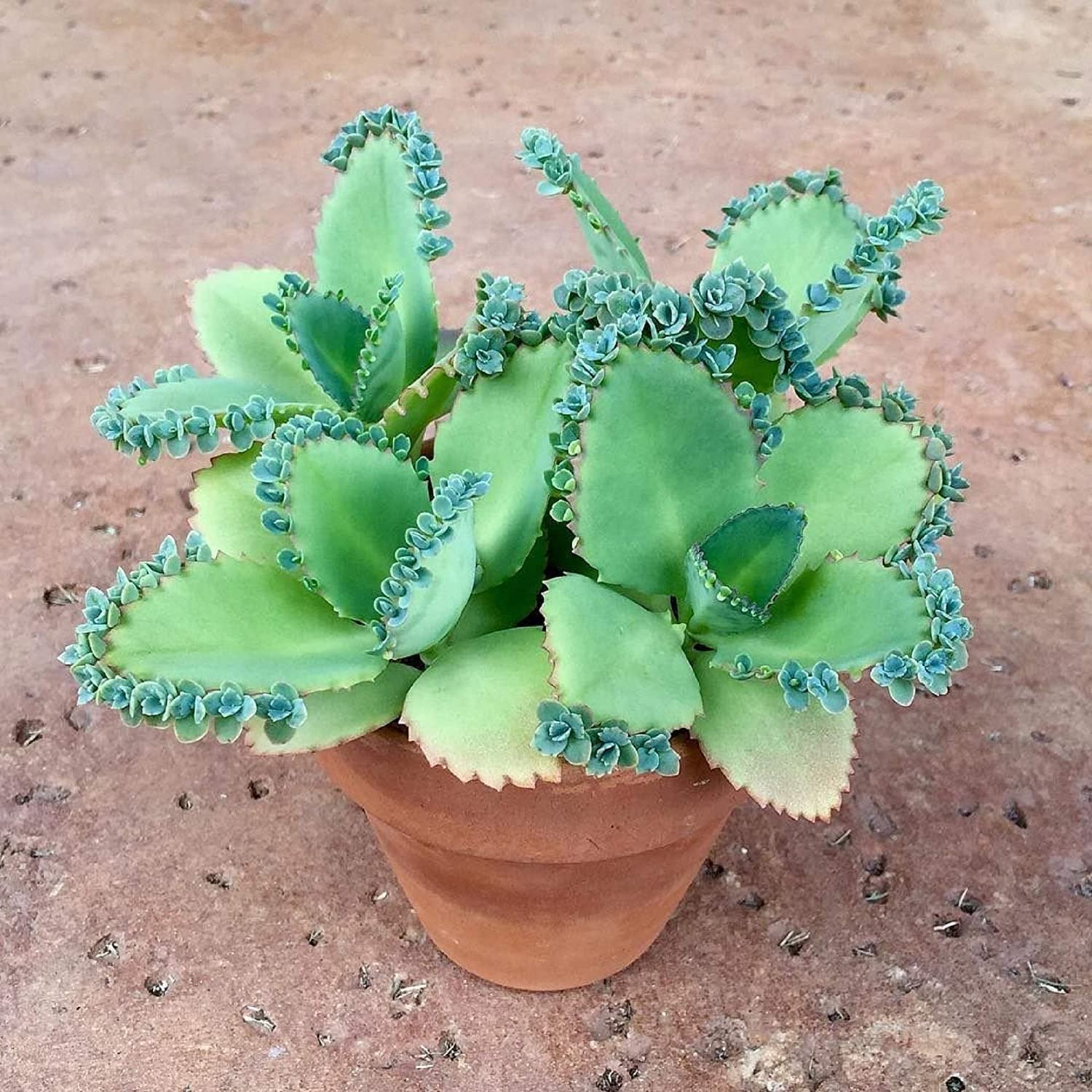Kalanchoe Daigremontiana Seeds For Planting | Easy-Care Succulent