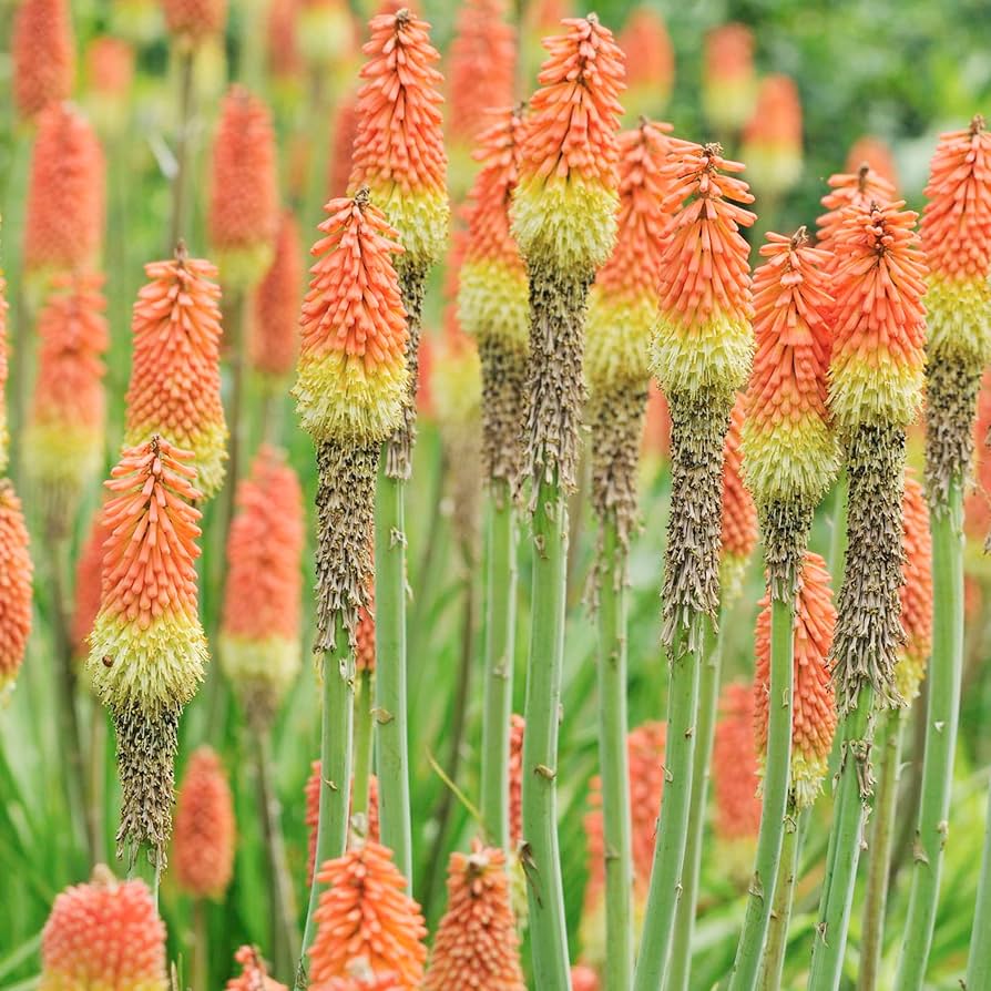 Red Hot Poker Flower Seeds for Planting Kniphofia Uvaria for Flower Borders