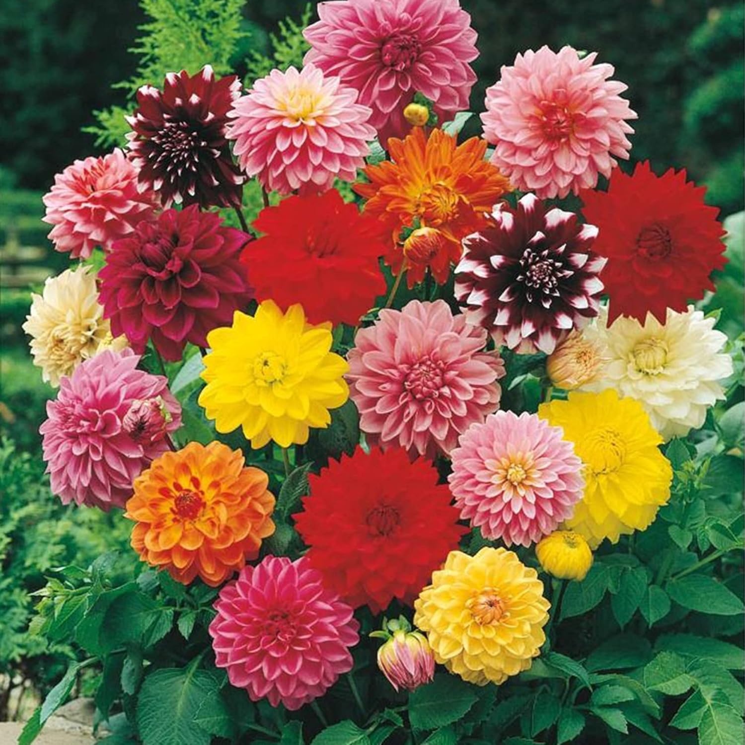 Dinnerplate Dahlia Seeds Cut Flowers Ornamental Attracts Pollinators Garden Patio Bed Outdoor
