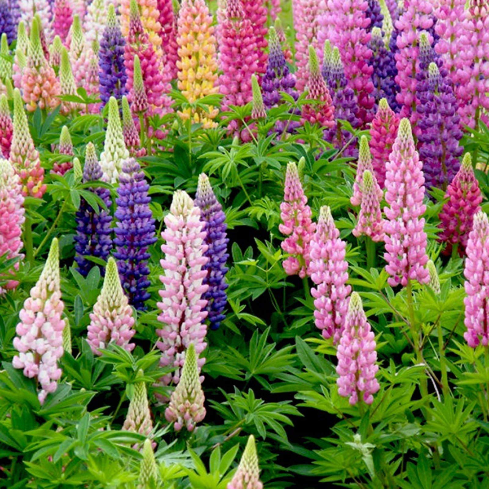 Lupine Flower seeds blooming in flower beds, containers, borders, and pollinator-friendly gardens