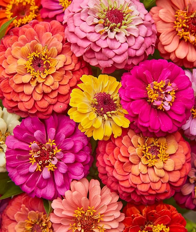 Zinnia Zinnia spp for planting in flower bed