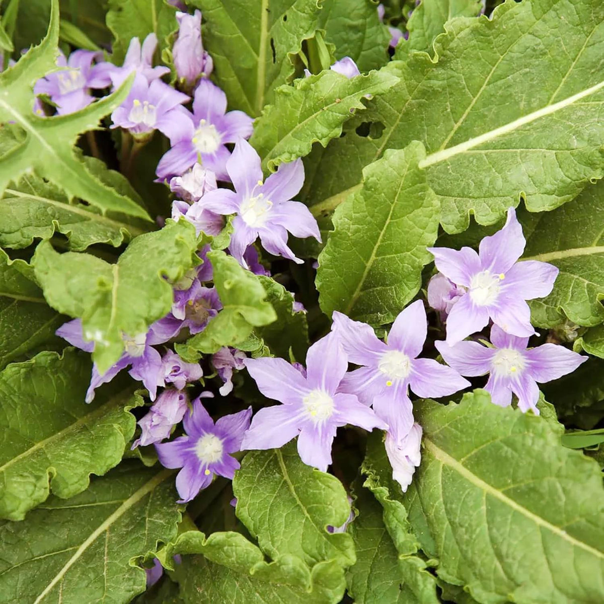 Mandrake Flower seeds blooming in flower beds, containers, borders, and pollinator-friendly gardens