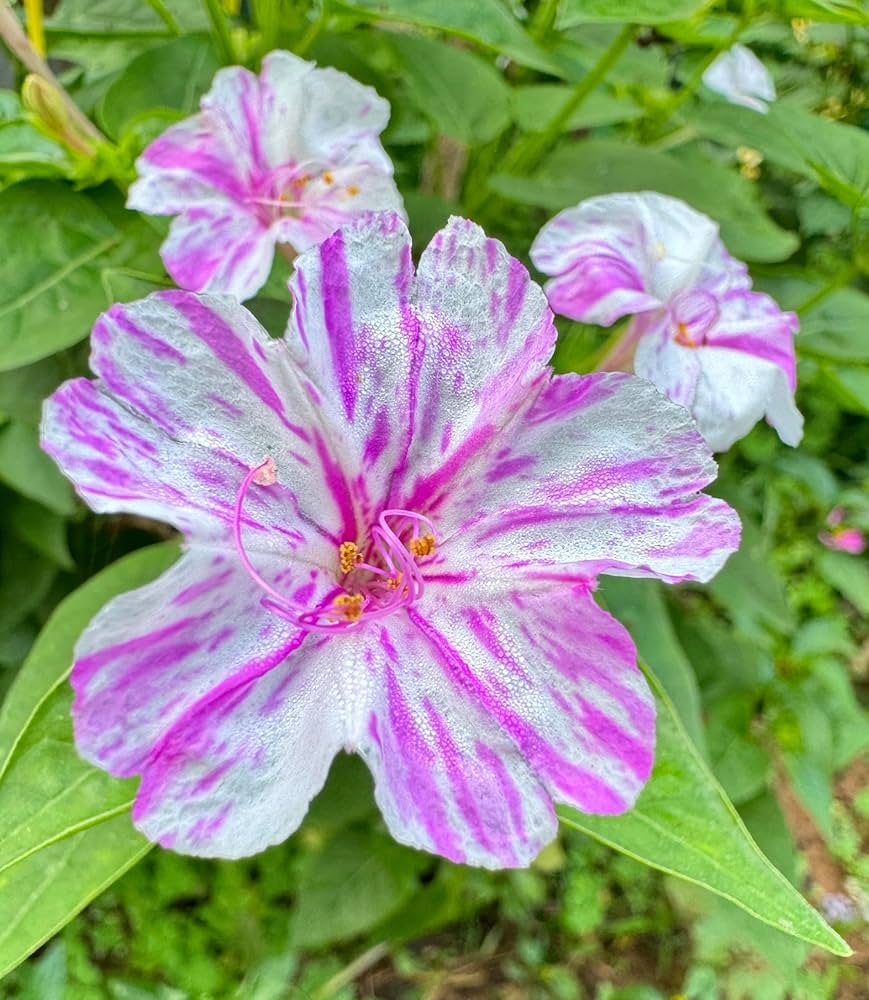 Four O'Clock Mirabilis jalapa Seeds for Planting - Perfect for Flower Bed & Urban Garden