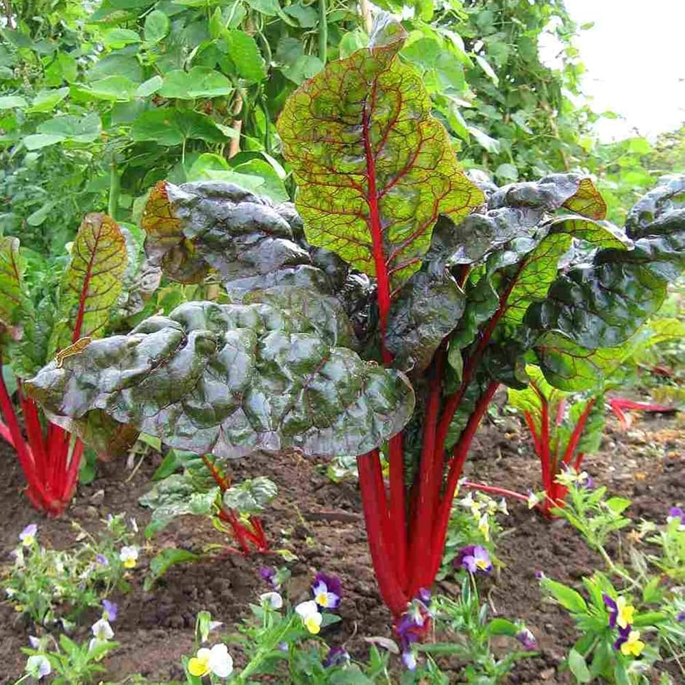 Rhubarb Rheum rhabarbarum Plant Seeds for Planting