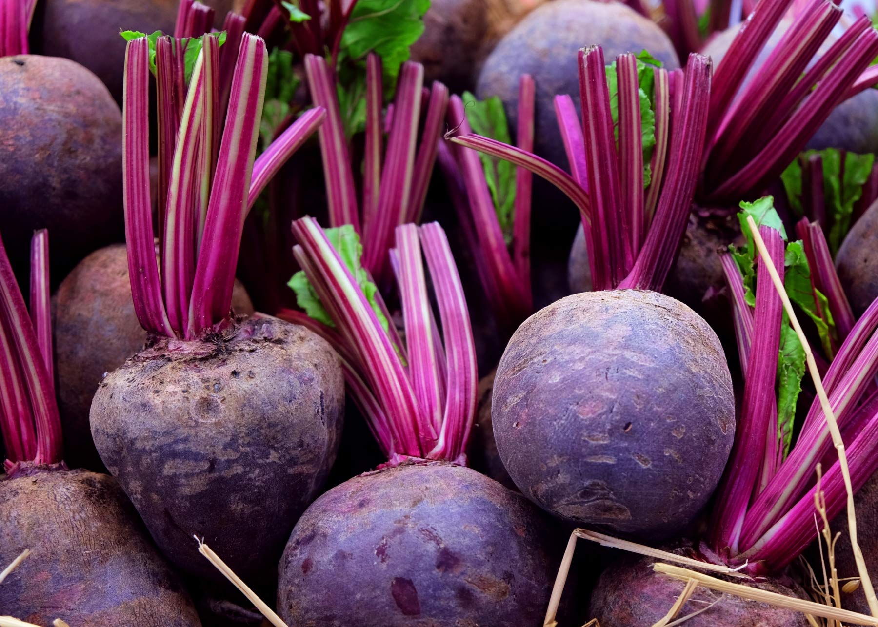 Falcon Beet Beta Vulgaris Seeds for Planting - Perfect for Vegetable Patch & Flower Bed