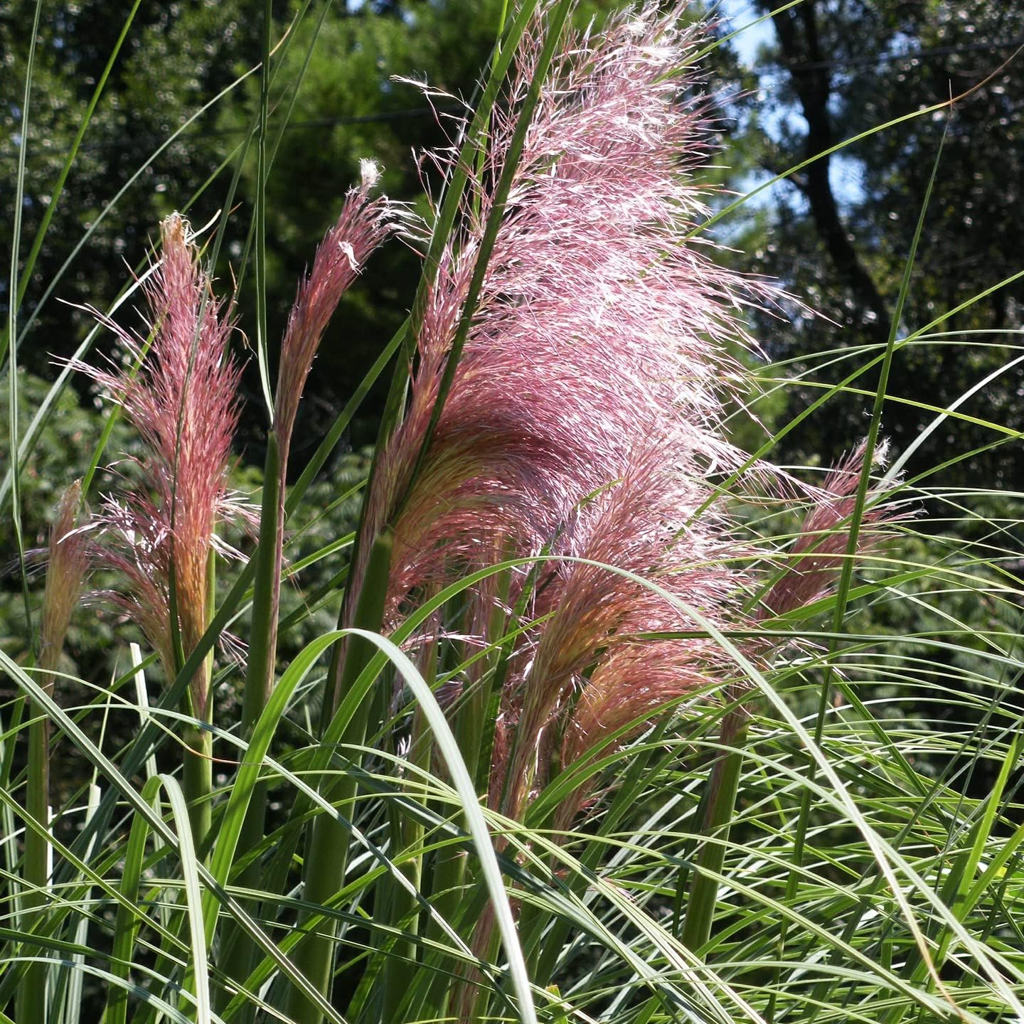 Pink Pampas Grass Seeds For Planting - Organic Ornamental Lawn Non-Gmo Growing Tall Feathery Blooms