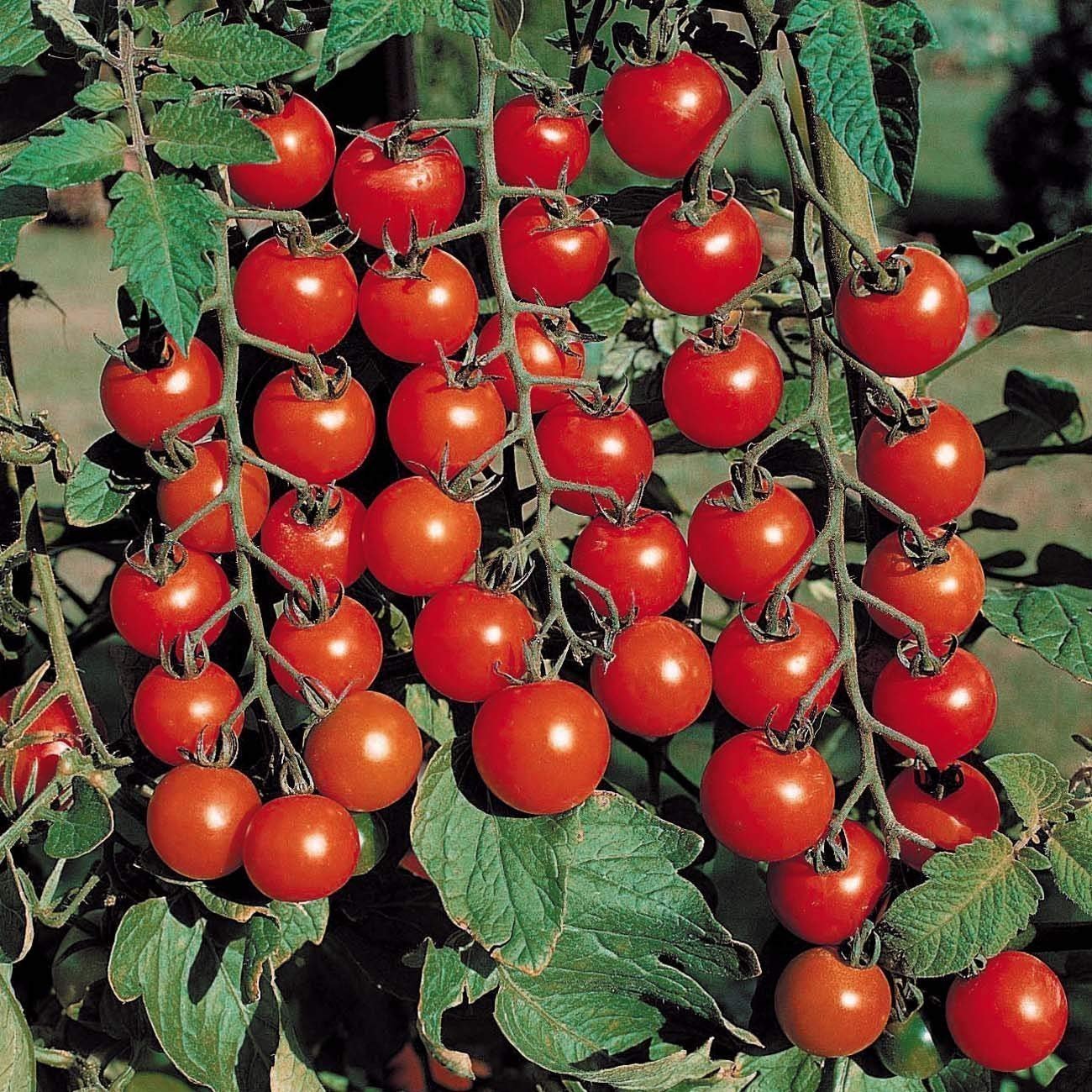 Evergrowseeds Crazy Cherry Tomato vegetable seeds for planting in a vegetable patch, showing small cherry tomato seeds.