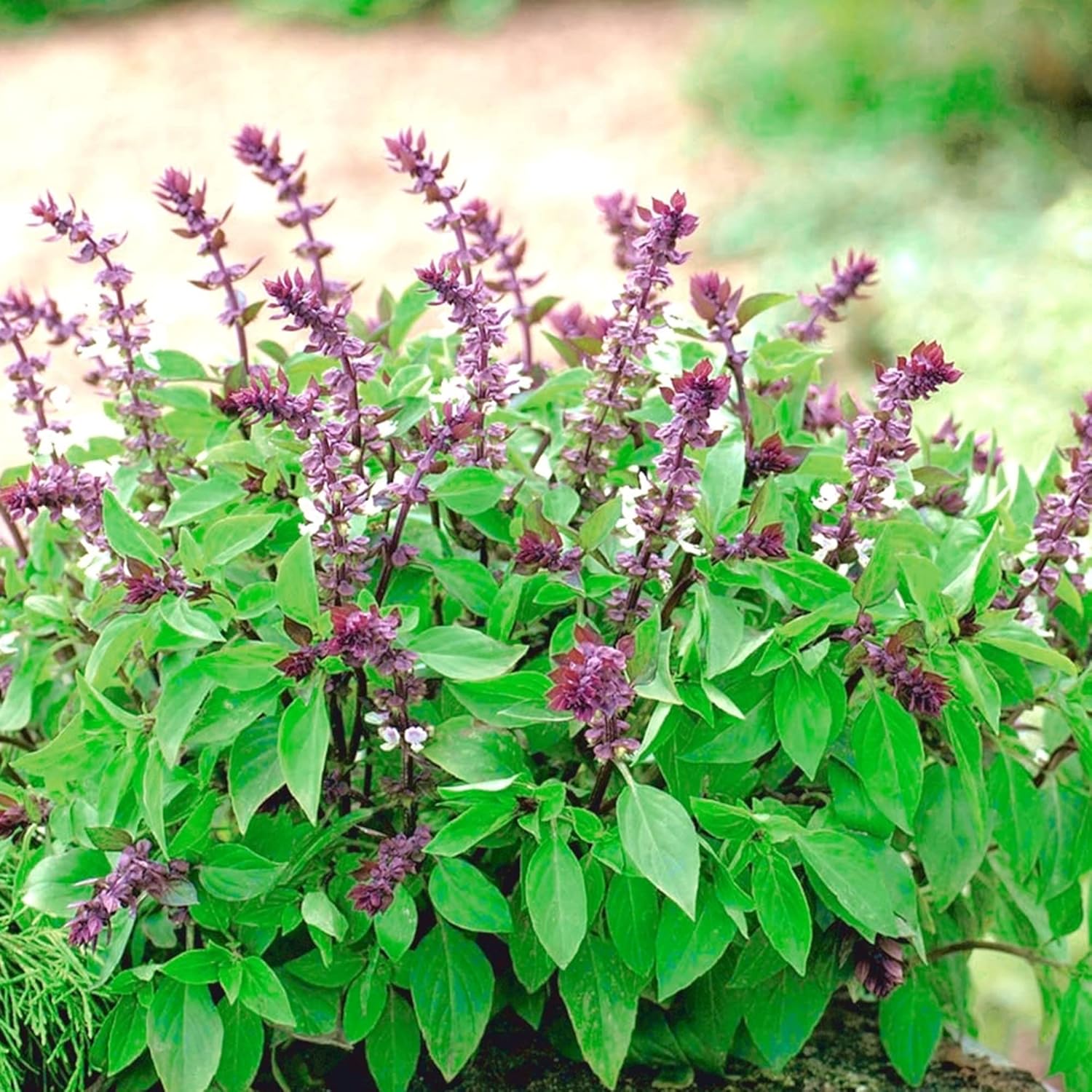 Blue Spice Basil Seeds African Strong Aroma For Cooking Ornamental Attract Pollinators Perennial