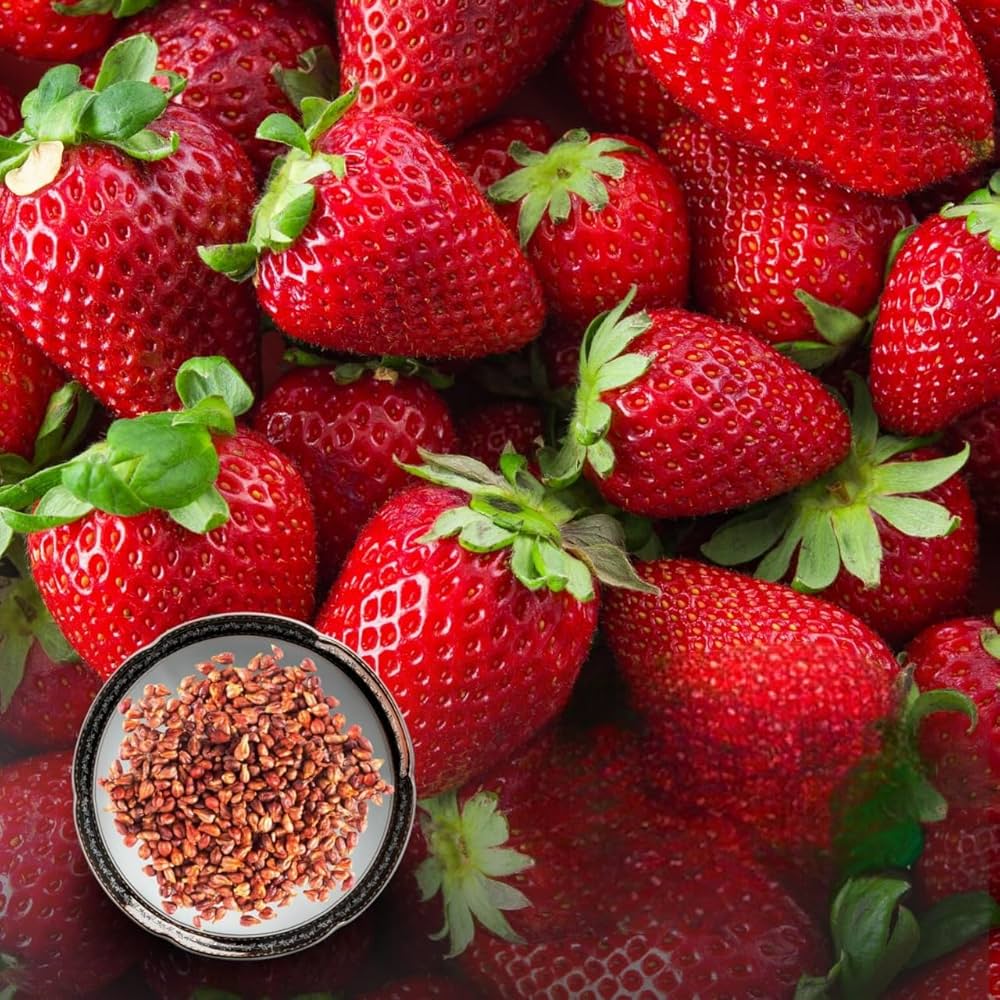Giant Strawberry Seeds Fragaria × ananassa for Planting in Home Garden and Balcony Pots