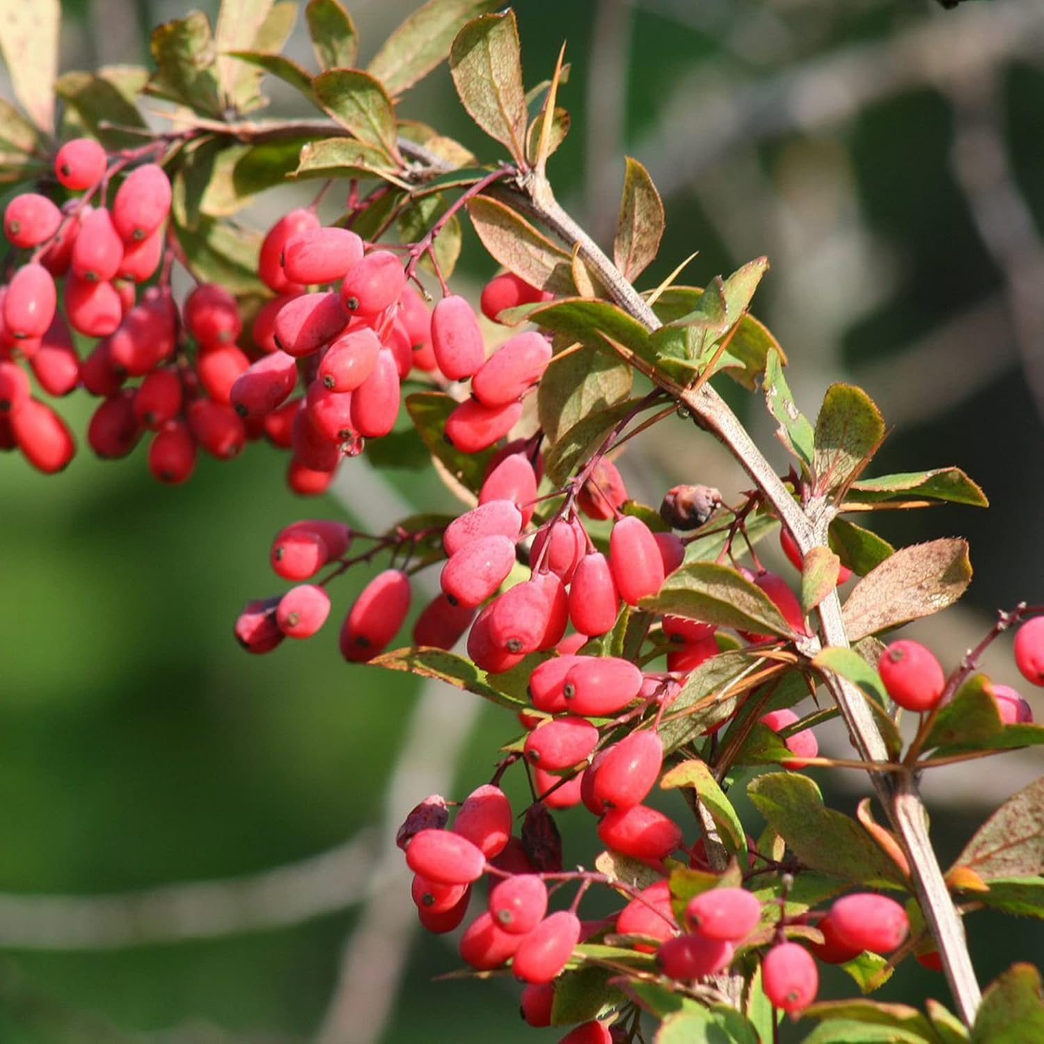 Berberis Aristata Seeds Indian Barberry Tree Turmeric Attract Pollinators Gardens Beds Borders