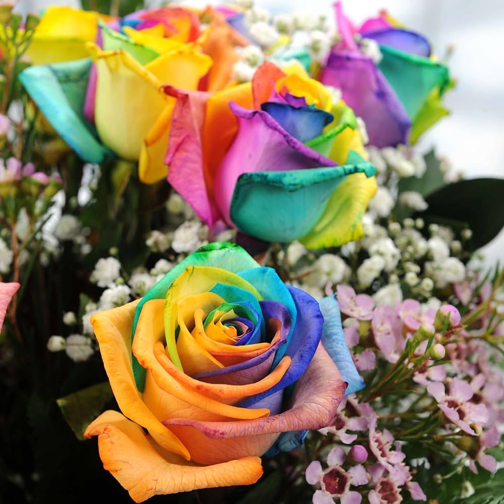 Yellow Rainbow Rose Flower Seeds for Planting NonGMO Heirloom Garden Seeds for Growing Easy to Grow
Sale
