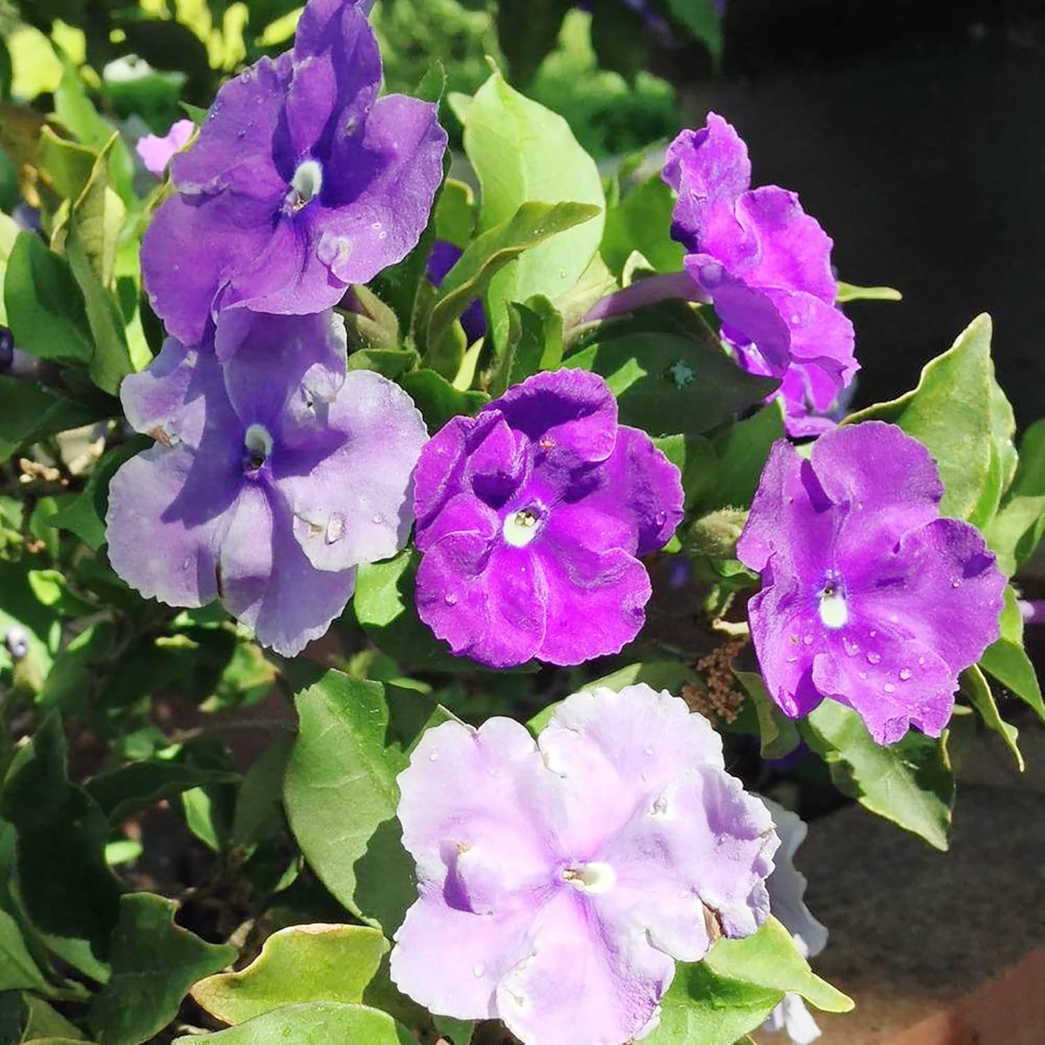 Brunfelsia Pauciflora Seeds Yesterday-Today-And Tomorrow Plant Perennial Deer Resistant Fragrant