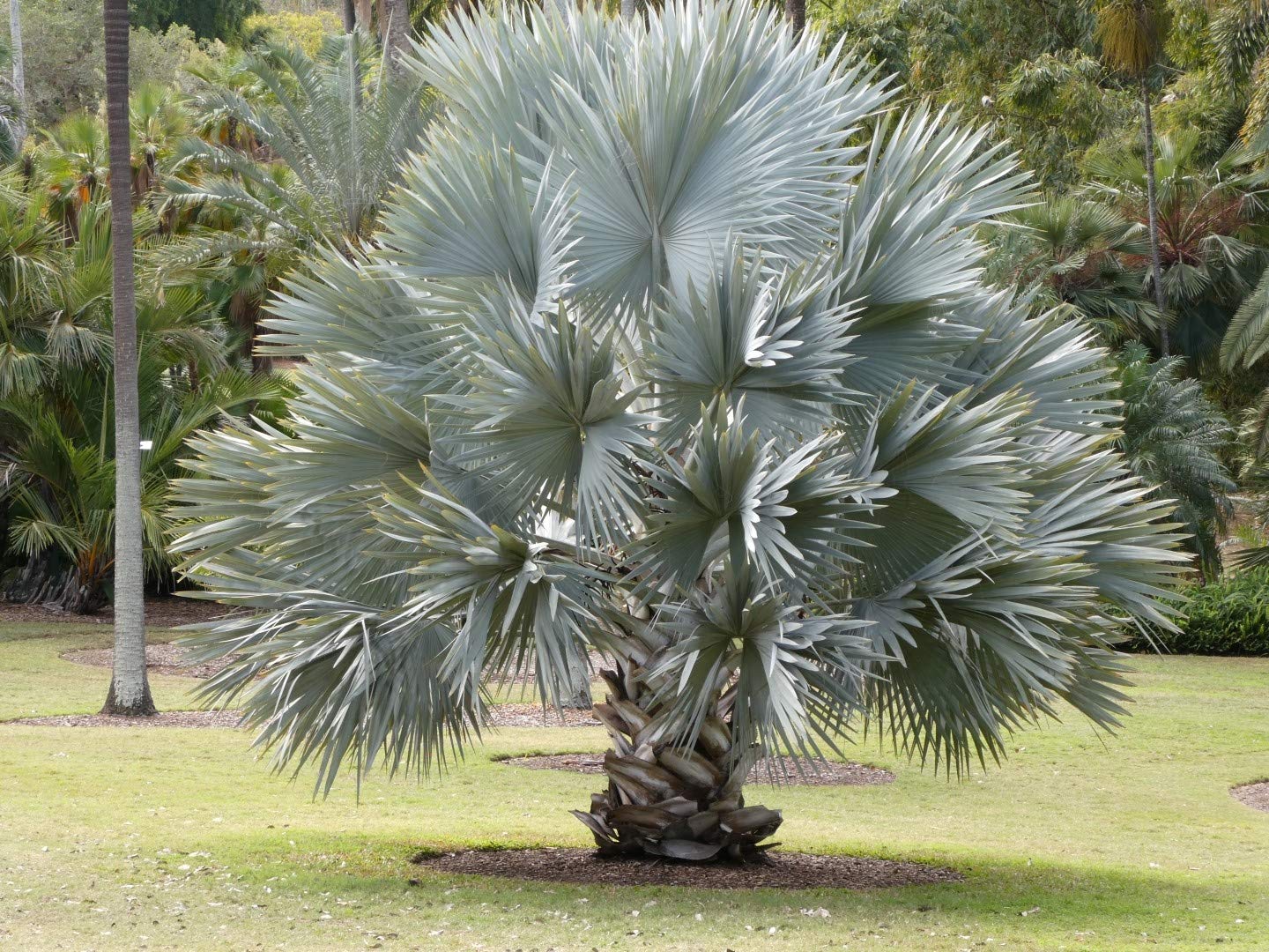 Bismark Palm Tree Seeds for Planting