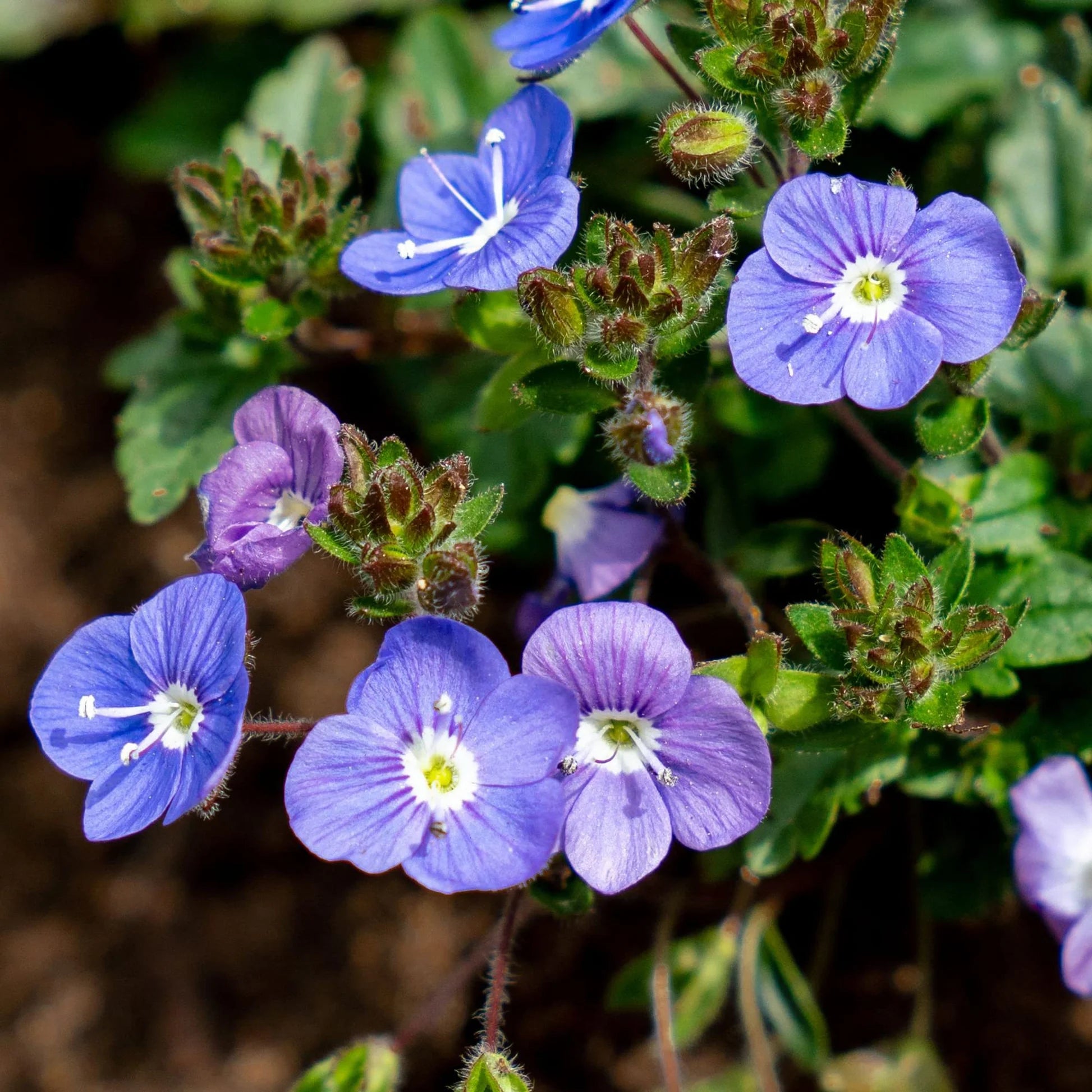 Blue Veronica Repens Flower seeds for Planting - Compact Growth, Heirloom & GMO Free Seeds for Home Garden