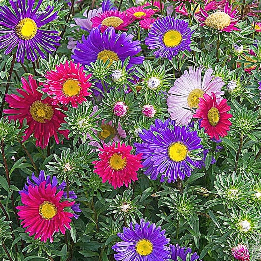 Callistephus chinensis Aster Seeds for Planting - Perfect for Flower Bed & Garden