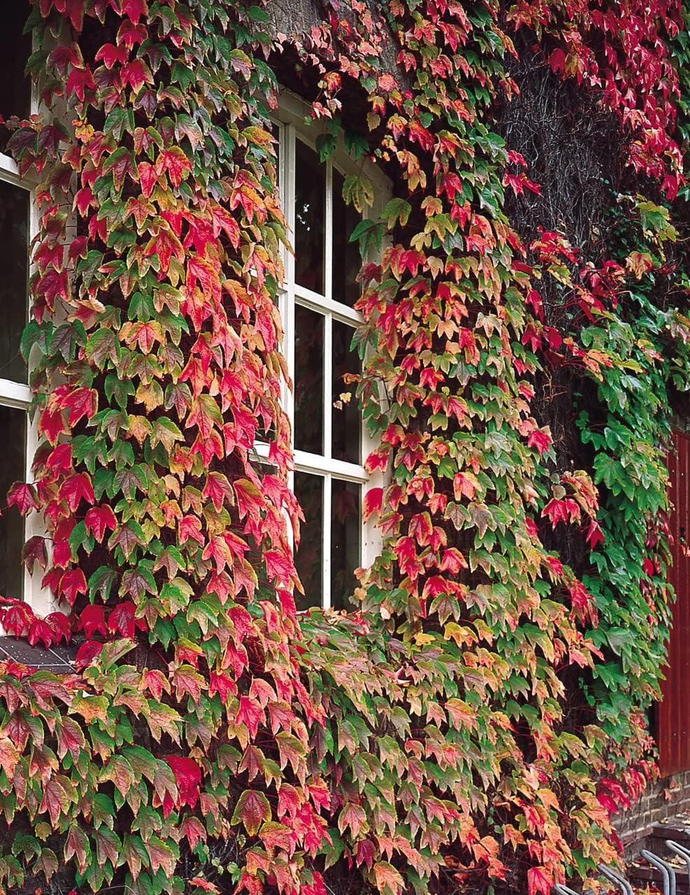 Boston Ivy Green Pink Flower seeds for Planting - Perfect for Borders, Heirloom & GMO Free Seeds for Home Garden
Sale for planting in home garden.