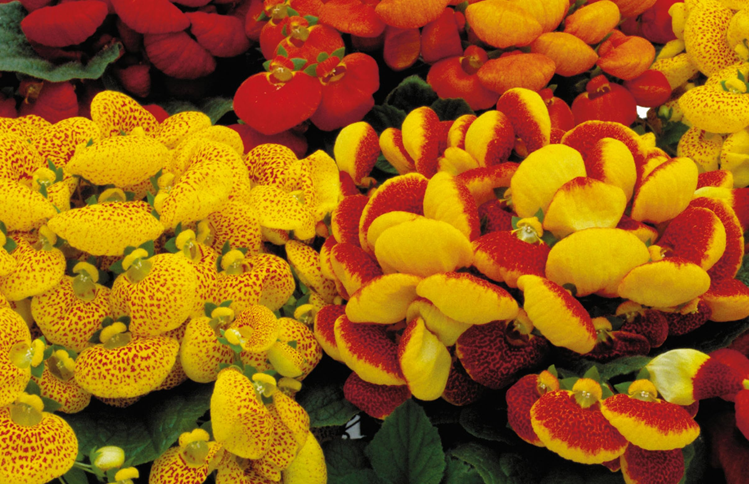 Yellow Gloxinia Flower Seeds Planting