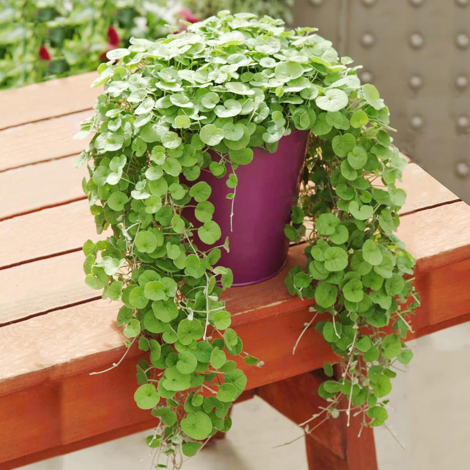 Dichondra Repens Seeds Lawn Substitute Native Ground Cover Frost & Drought Tolerant Fast Growing
