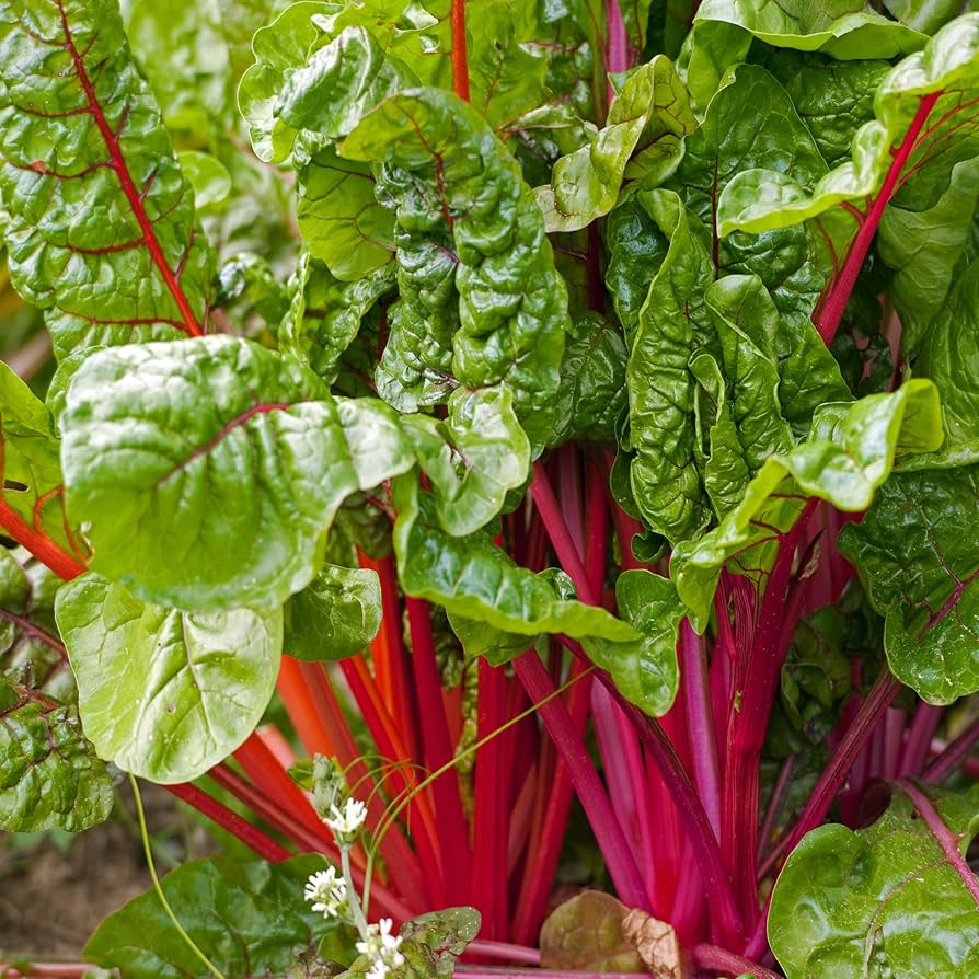 Pink Green Swiss Chard Vegetable Seeds for Garden Planting