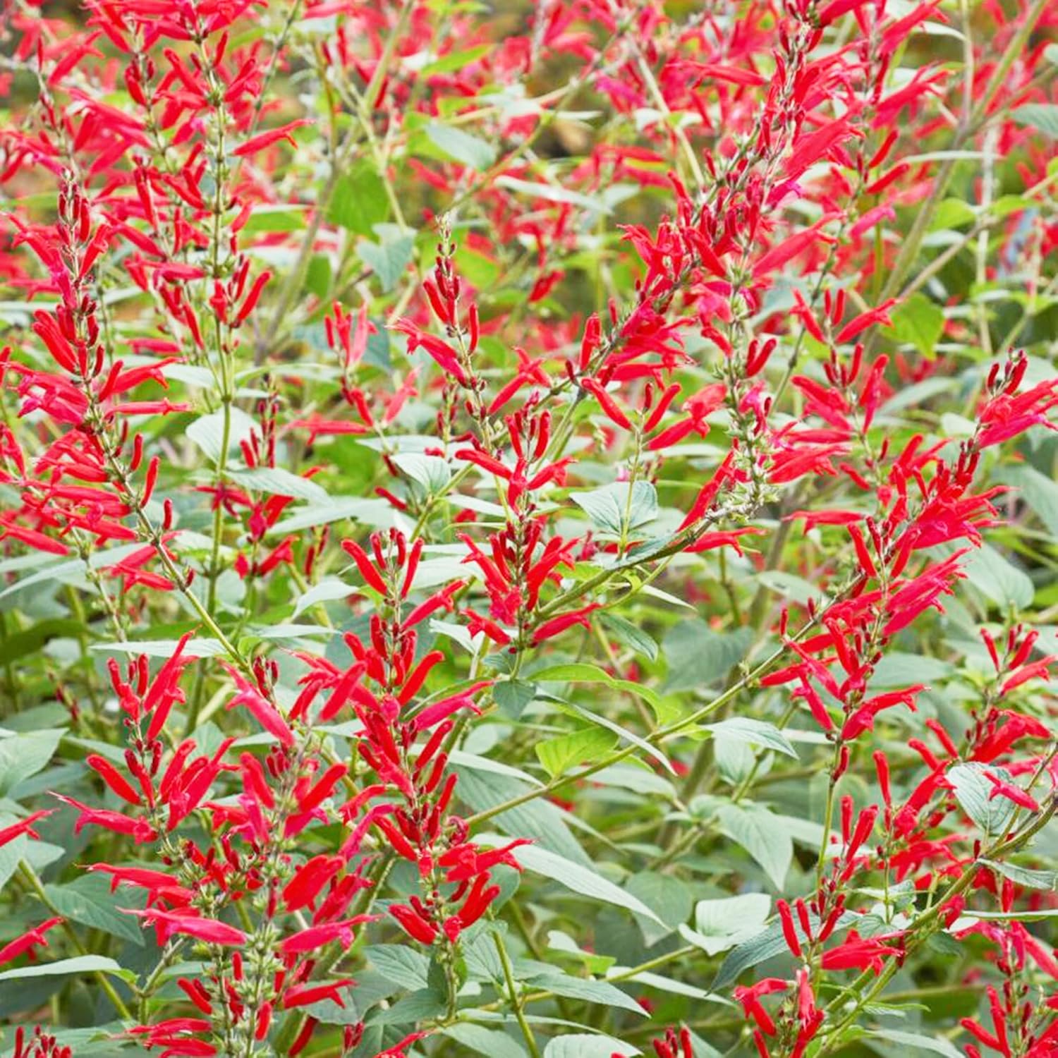 Pineapple Sage Seeds Salvia Elegans Perennial Annual Edible Leaves & Flowers Attracts Hummingbirds