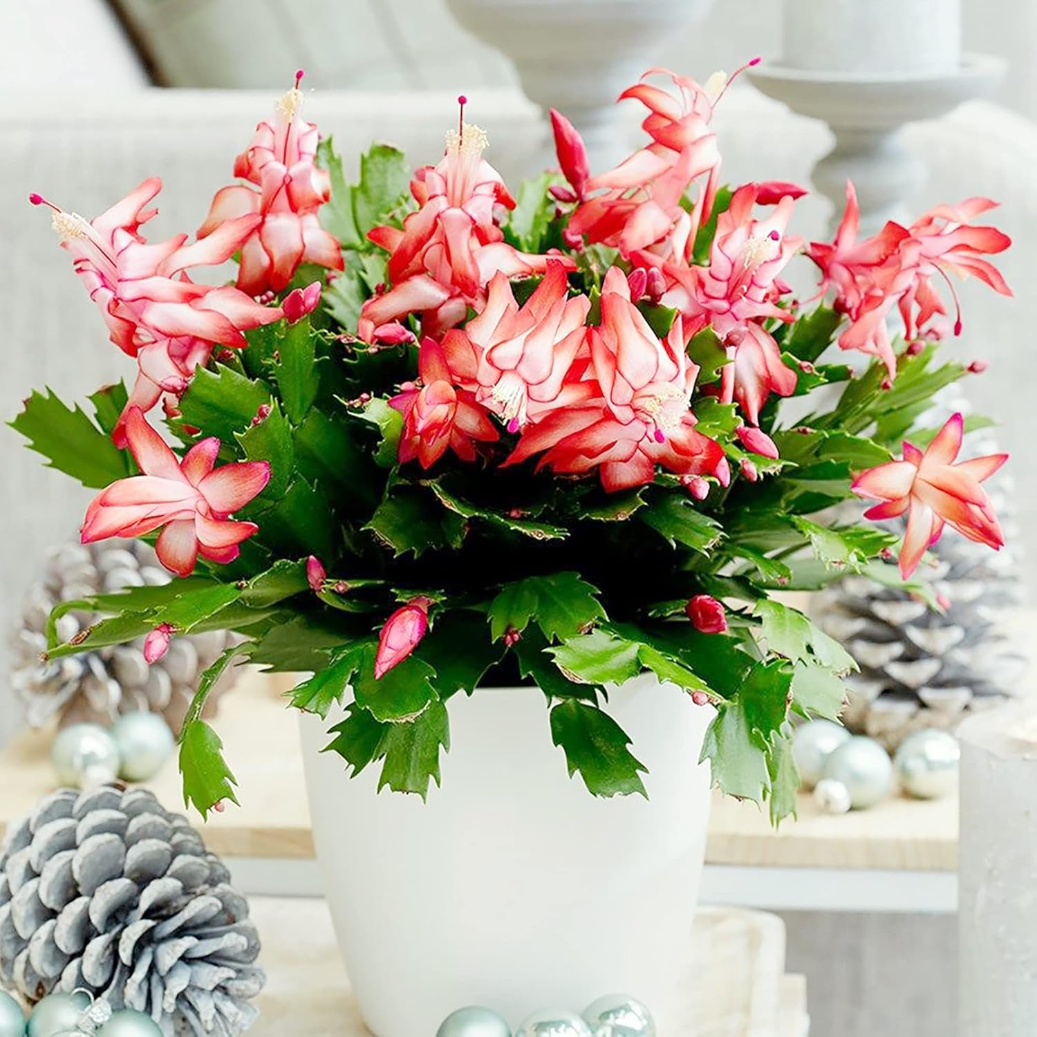 Christmas Cactus Seeds Holiday Perennial Gmo Free Ornamental Home Decorate Container Hanging Basket