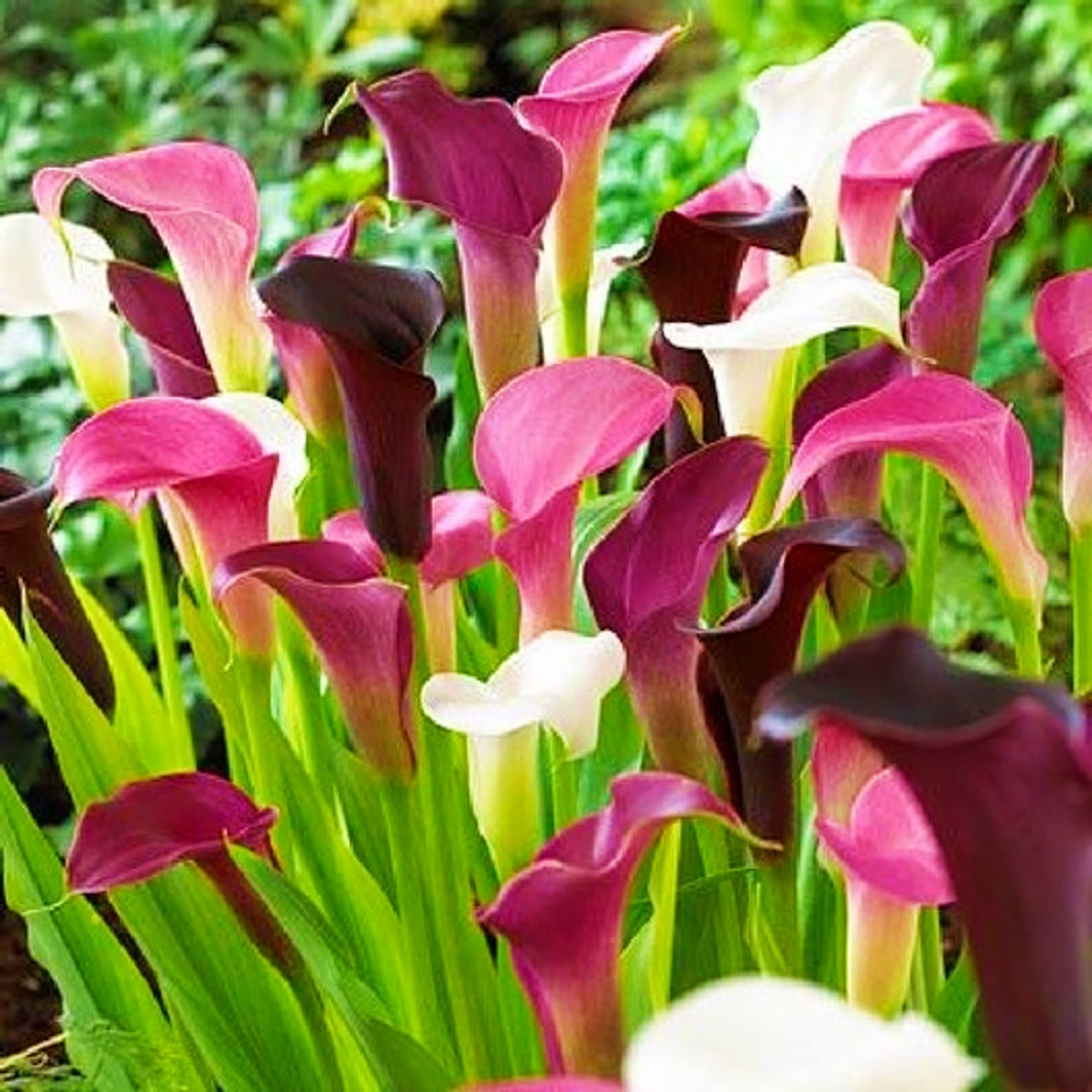 Calla Lily Seeds for Planting Zantedeschia spp. for flower beds and water gardens