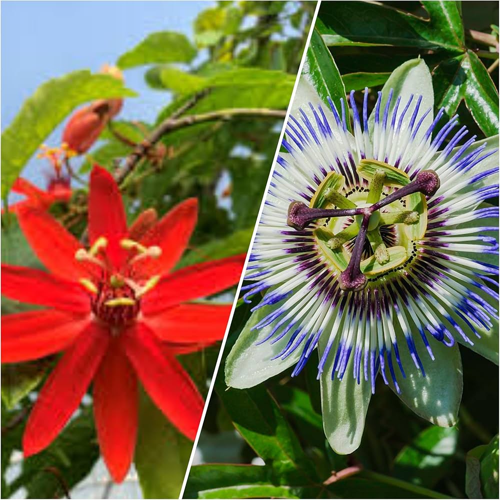 Red Blue Passiflora Flower Seeds for Planting Premium Quality Heirloom & GMO Free Seeds for Home Garden
Sale