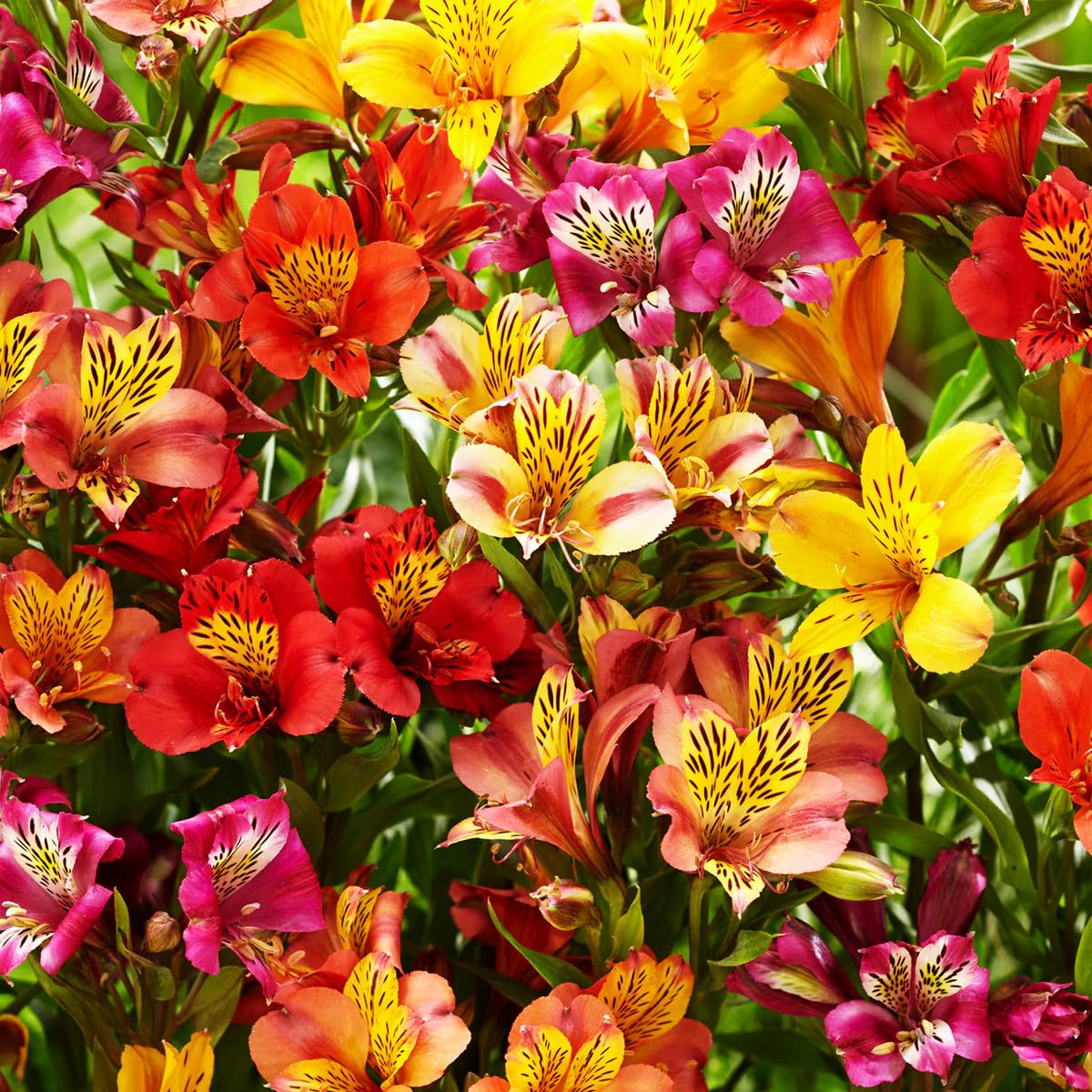 Alstroemeria Aurantiaca Flower seeds for Planting - Garden Favorite, Heirloom & GMO Free Seeds for Home Garden
Sale seeds for planting in home garden