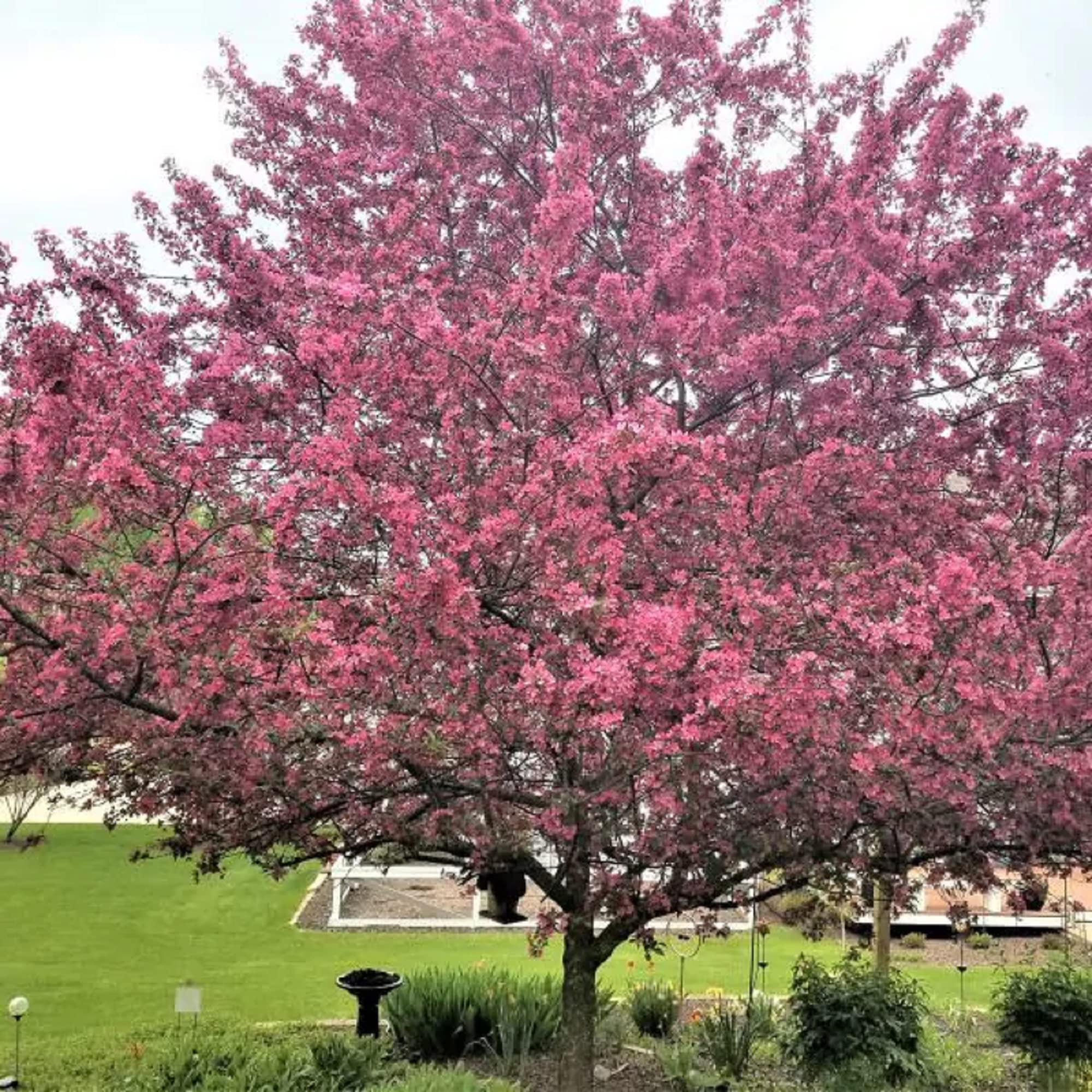 Malus Prairiefire Tree Seeds for Planting Malus 'Prairiefire' for landscapes and backyard gardens