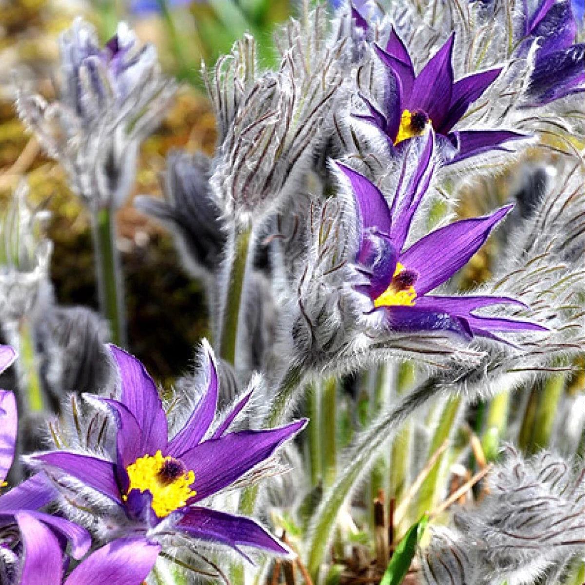 Violet Pulsatilla Flower seeds for Planting - Drought Tolerant, Heirloom & GMO Free Seeds for Home Garden
Sale for planting in home garden.