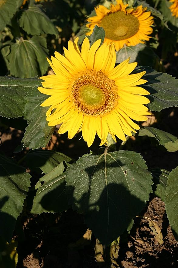Heirloom Sunflower "Zwerg Sunspot" Seeds for Compact, Bright Blooms