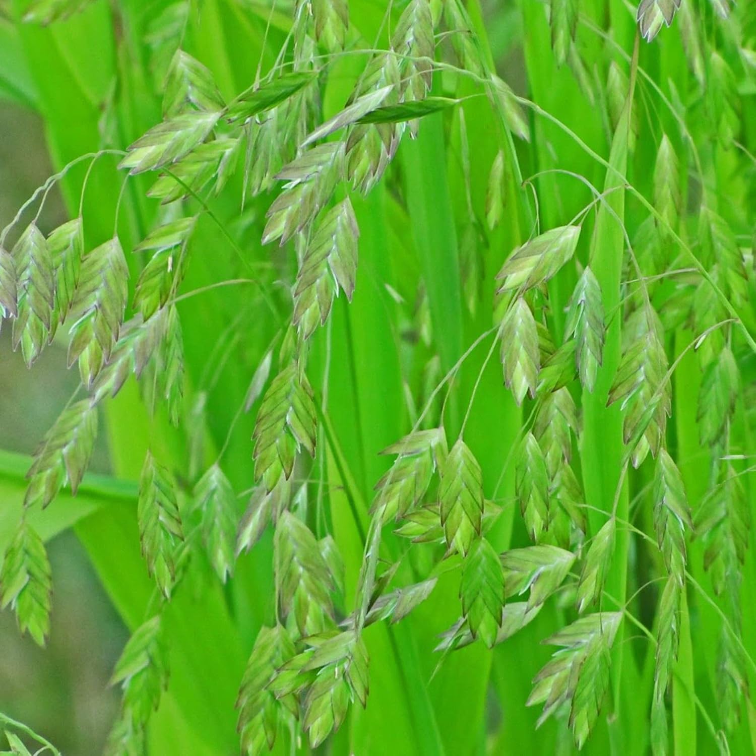 Northern Sea Oats Seeds Chasmanthium Latifolium Ornamental Grass Low Maintenance Cut Flower Showy