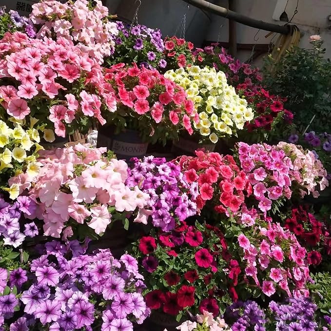 Petunia Petunia spp. Seeds for Planting in Flower Bed & Garden