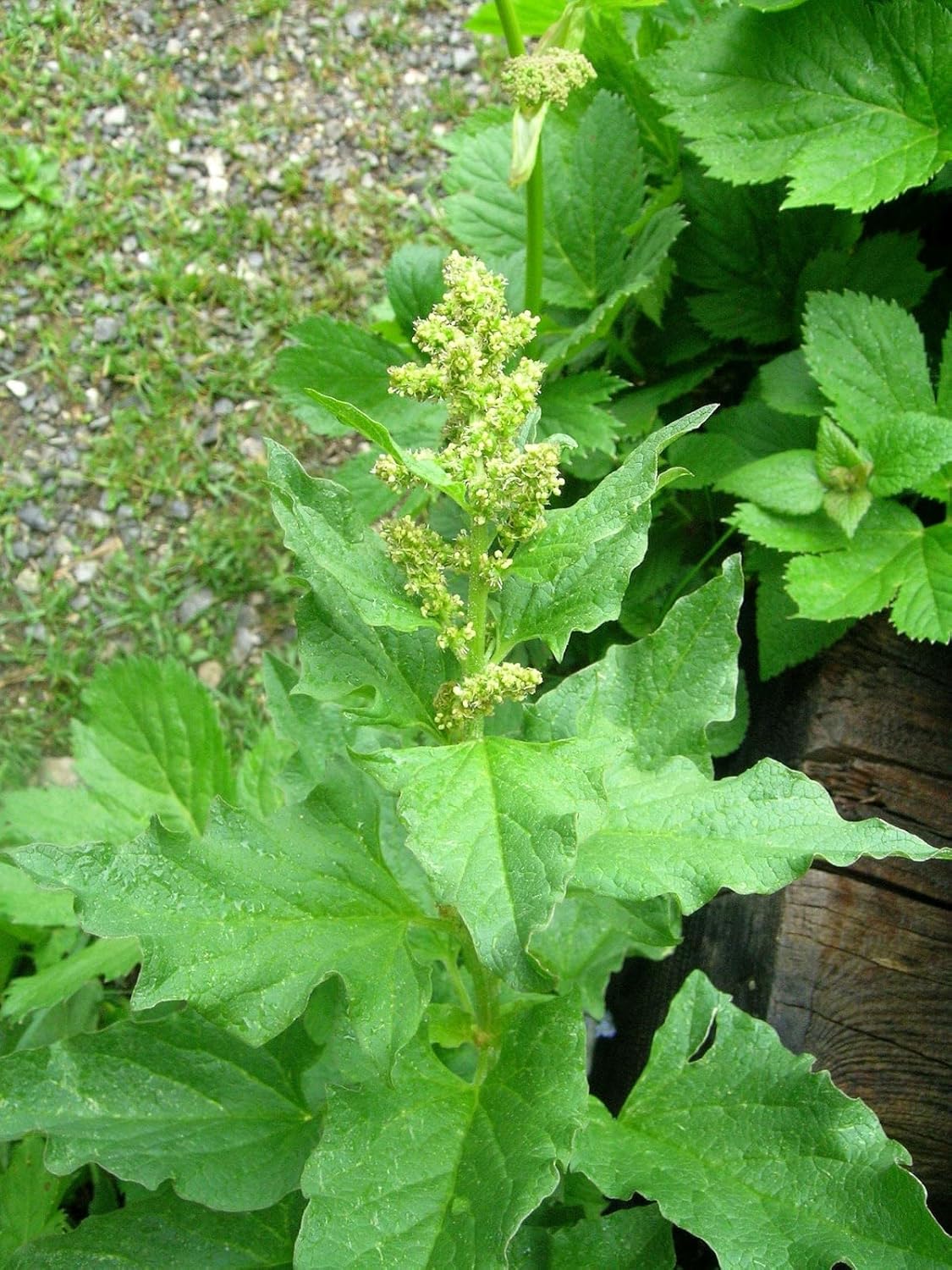 King Henry Flower seeds for Planting - Shade Tolerant, Heirloom & GMO Free Seeds for Home Garden
Sale seeds for planting in home garden