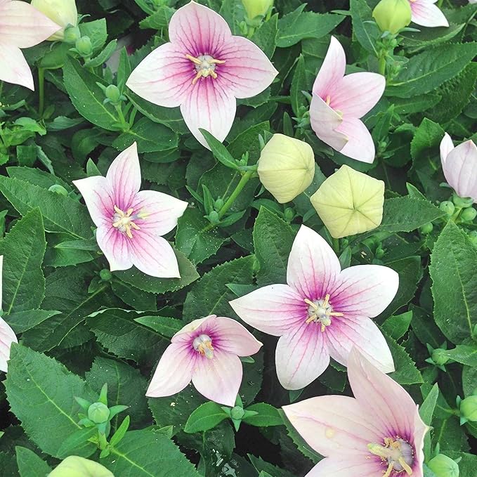 Balloon Flower Seeds - Blue (Platycodon) for Unique, Balloon-Shaped Blooms