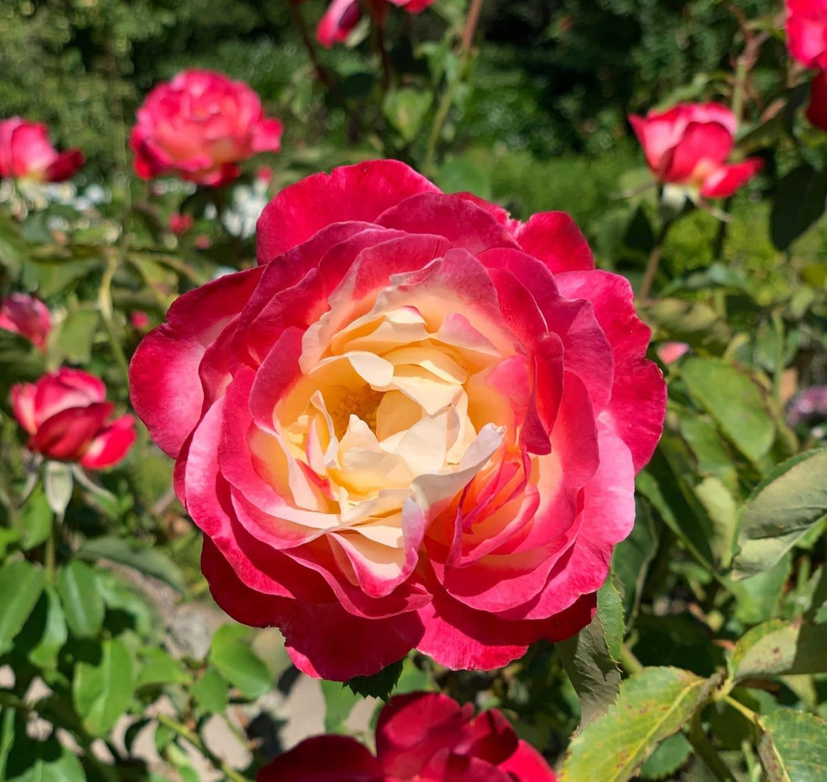 Pink and Yellow Rose Non-GMO Heirloom Garden Seeds Flower seeds blooming in flower beds, containers, borders, and pollinator-friendly gardens