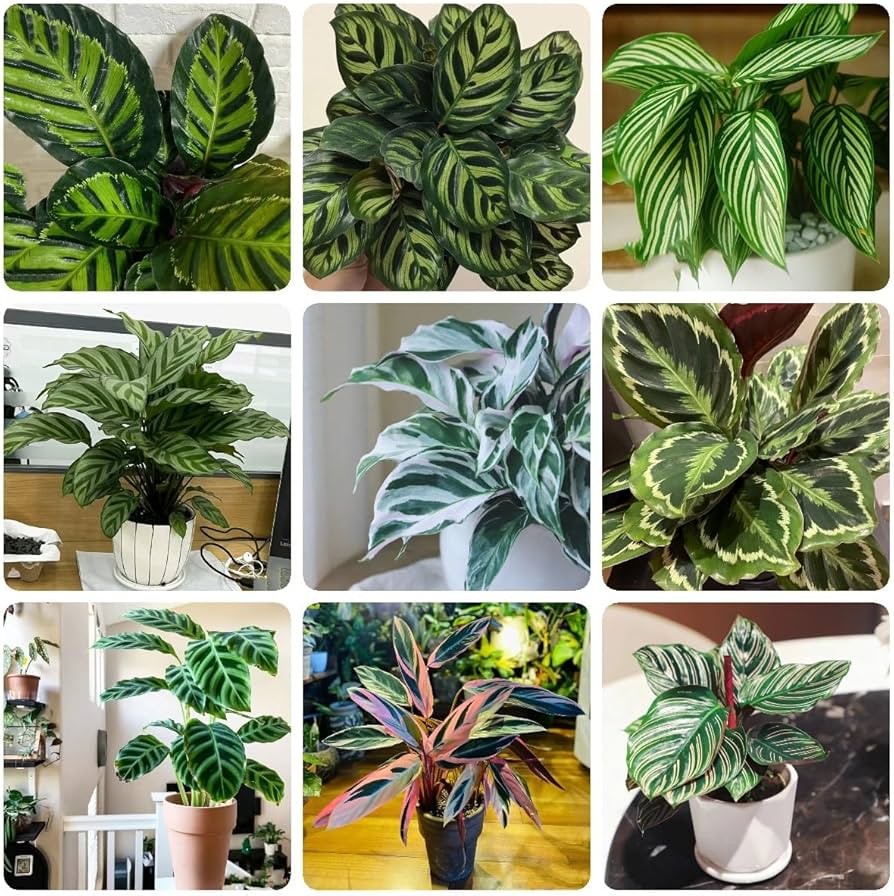 Mixed Calathea Flower seeds blooming in flower beds, containers, borders, and pollinator-friendly gardens