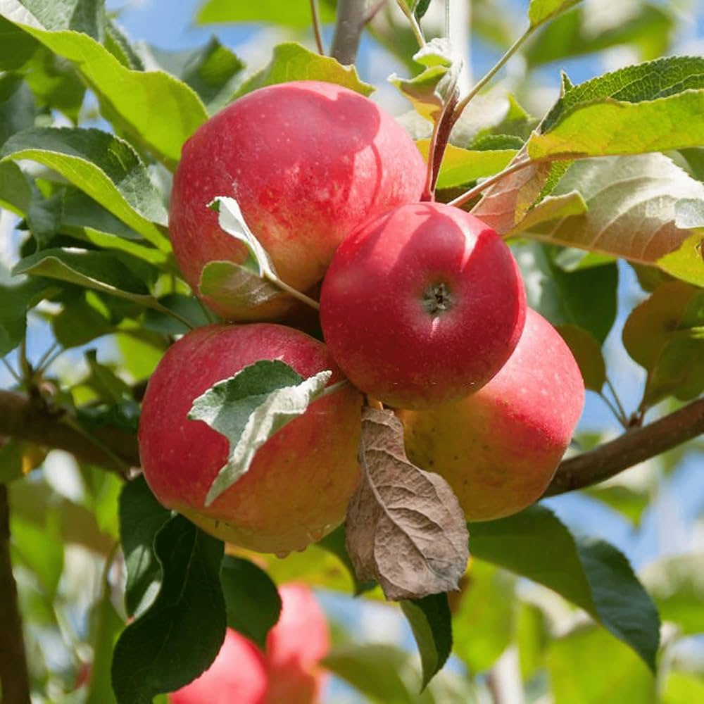 Mixed Apple Tree Seeds for Planting Diverse Varieties for a Bountiful Harvest