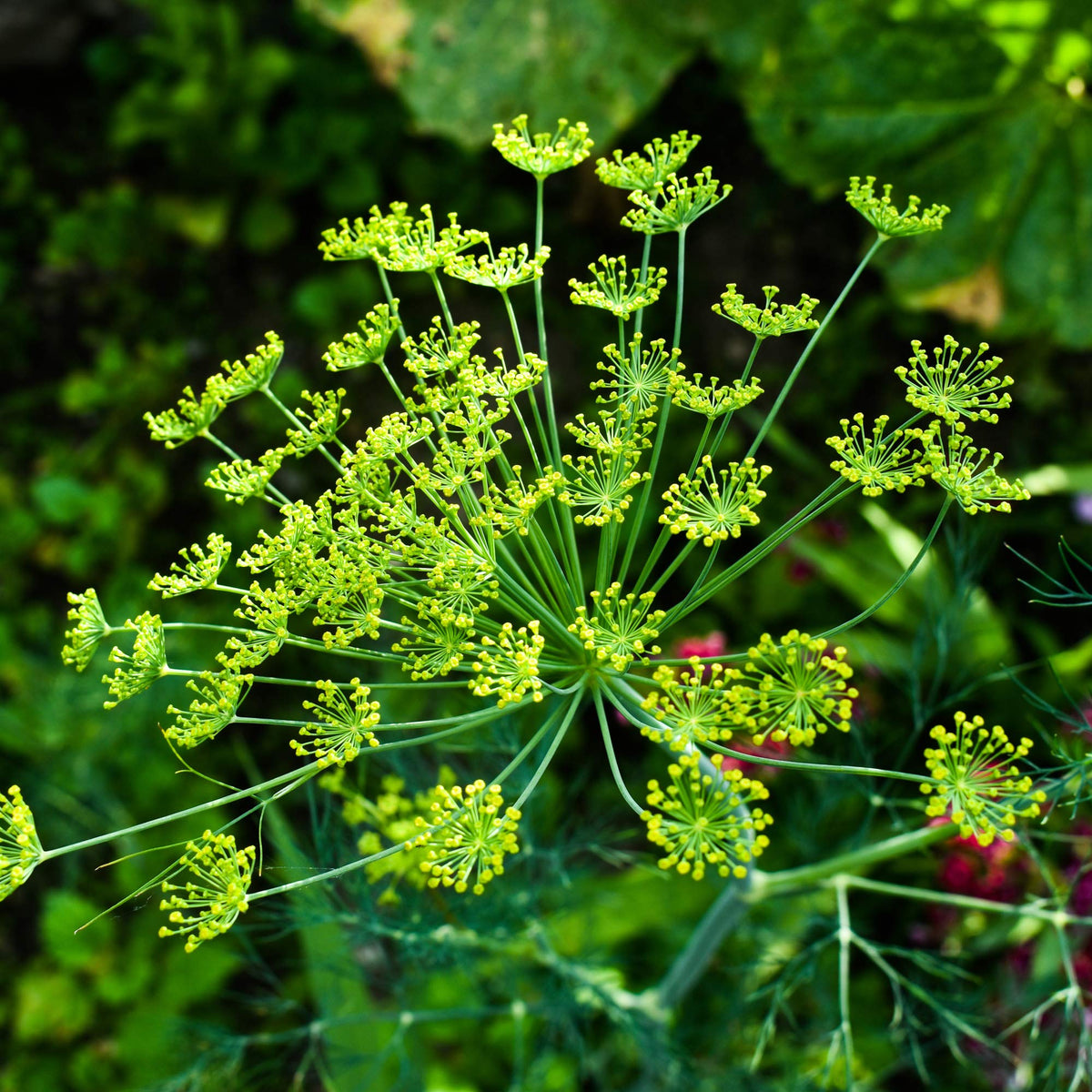 Anethum Graveolens Seeds Flower seeds for Planting - Bright Blooms, Heirloom & GMO Free Seeds for Home Garden
Sale for planting in home garden.