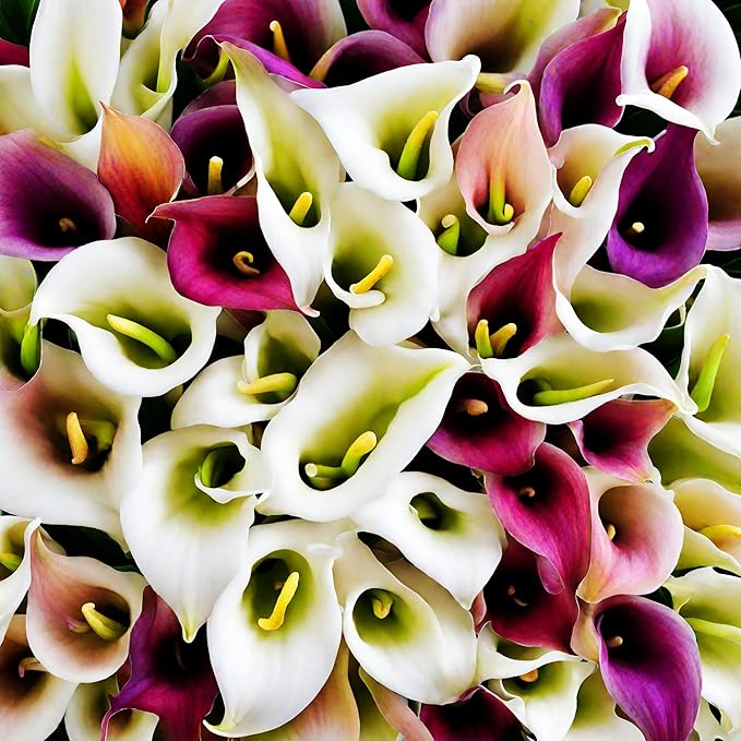 Lily Lilium spp Flower Seeds for Planting in Flower Bed