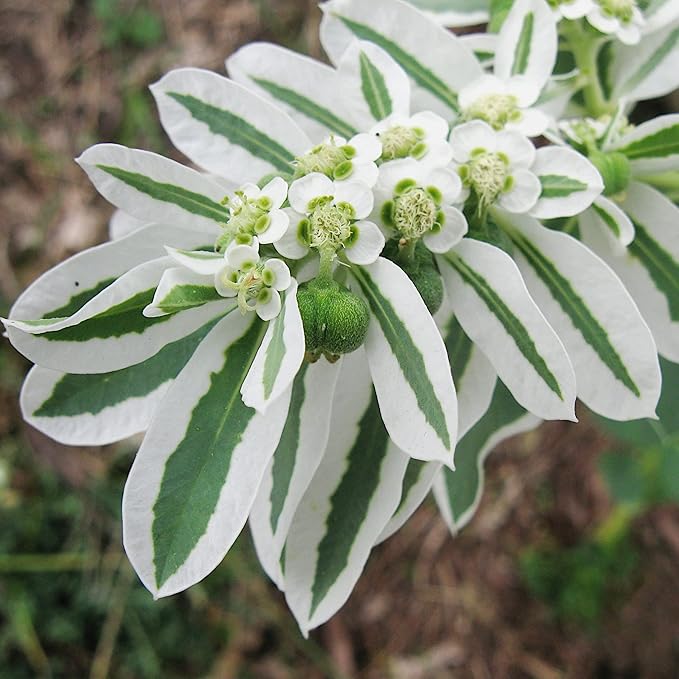 Heirloom Marginata Flower seeds blooming in flower beds, containers, borders, and pollinator-friendly gardens