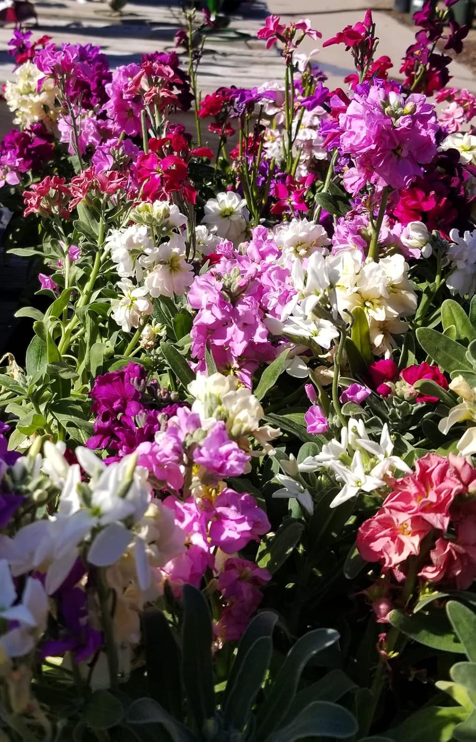 Matthiola Incana Multi-Colour Flower seeds blooming in flower beds, containers, borders, and pollinator-friendly gardens