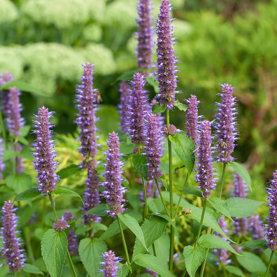Agastache Rugosa Flower seeds for Planting - Compact Growth, Heirloom & GMO Free Seeds for Home Garden